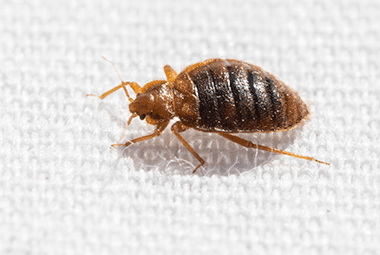 Bed Bug Advice You Can Trust