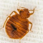 Bed Bugs On The Rise In Knoxville