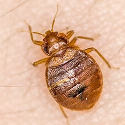 Get Rid Of Bed Bugs