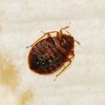 Bed Bug Prevention For The 2018 Holiday Season
