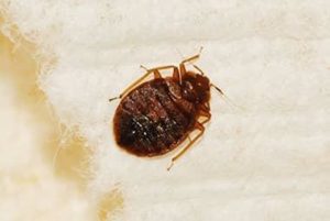Bed Bug Prevention For The 2018 Holiday Season