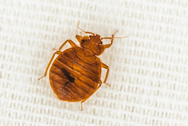 Best Bed Bug Prevention Tips Of 2017