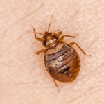 Avoid Thanksgiving Bed Bugs