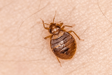 Avoid Thanksgiving Bed Bugs