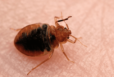 Bed Bug Awareness Week Starts June 3rd