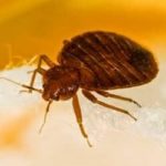 Where Bed Bugs Are Found