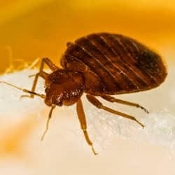 Where Bed Bugs Are Found