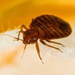 Avoiding Bed Bugs On Spring Vacations