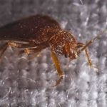 What To Do If Bed Bugs Have Stayed In Your Home After The Holidays