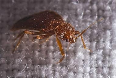 What To Do If Bed Bugs Have Stayed In Your Home After The Holidays