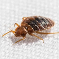How To Get Rid Of Bed Bugs