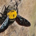 Should I Expect Carpenter Bees Around My Tennessee Property?