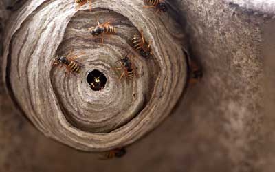 Bee, wasp, and hornet nest removal with Russell's Pest Control in Knoxville TN
