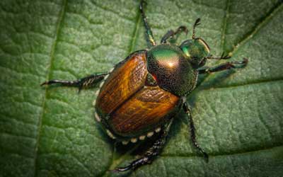 Identify beetles with help from Russell's Pest Control in Knoxville TN