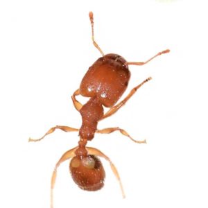 Bigheaded ant Identification in Knoxville TN. Russell's Pest Control