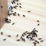 Tips to Keep Little Black Ants Out of Your Kitchen