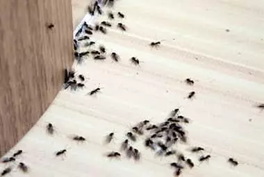 Tips to Keep Little Black Ants Out of Your Kitchen