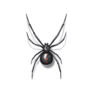 Black widow spider identification in Knoxville TN. Russell's Pest Control