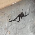 Are Black Widow Spiders Dangerous?