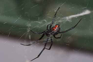 What To Do If You See Spiders In Your Home