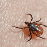 Dangers Blacklegged Ticks Pose To Tennessee Residents And Pets