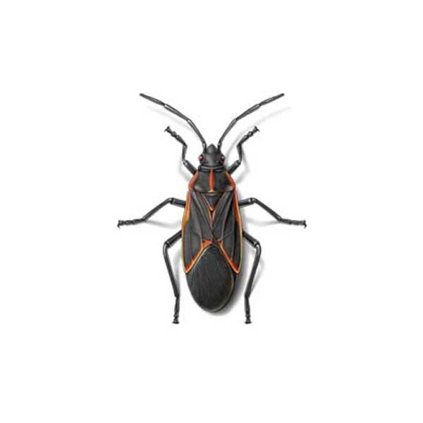Boxelder bug identification in Knoxville TN. Russell's Pest Control