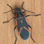 Tips To Avoid Boxelder Bugs This Fall