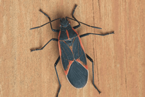 Tips To Avoid Boxelder Bugs This Fall