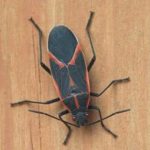 Boxelder Bugs: A Major Nuisance For Knoxville Residents