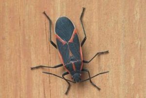 Boxelder Bugs: A Major Nuisance For Knoxville Residents
