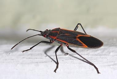 Stop Boxelder Bugs From Staying In Your Knoxville Walls All Winter