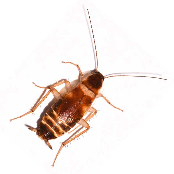 Brown-banded cockroach information and identification in Knoxville TN. Russell's Pest Control