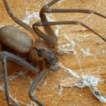 Warm Tennessee Weather Makes Brown Recluse Spiders Happy