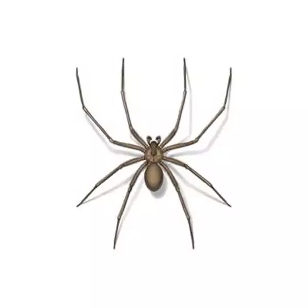 Brown recluse spider identification in Knoxville TN. Russell's Pest Control
