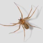 What To Know About Spiders In Knoxville