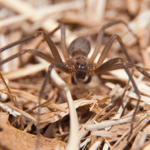 Knoxville Pest Companies Respond To Spike In Spider Infestations