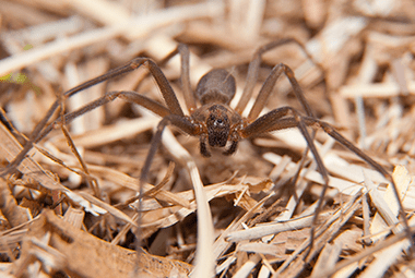 Knoxville Pest Companies Respond To Spike In Spider Infestations