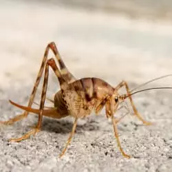 Why Do I Have Camel Crickets In My Basement?