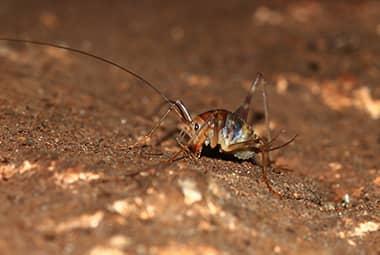 Are Camel Crickets Dangerous?