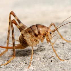 What Are Camel Crickets And Why Are They In My House?