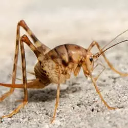 What Are Camel Crickets And Why Are They In My House?