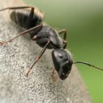 What's The Big Deal About Carpenter Ants?
