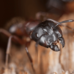 Homeowners Guide To Ant Prevention
