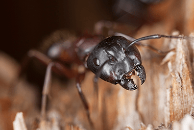 Homeowners Guide To Ant Prevention