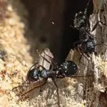 How To Tell If You Have Carpenter Ants