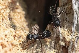 How To Tell If You Have Carpenter Ants