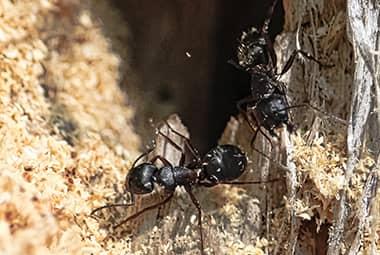 How To Tell If You Have Carpenter Ants Russell S Pest Control,Vinegar Based Bbq Sauce Recipe For Brisket