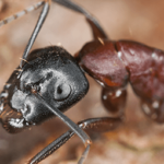 How To Avoid Carpenter Ants This Spring