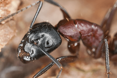 How To Avoid Carpenter Ants This Spring