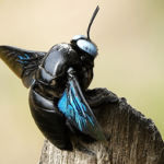 Carpenter bee activity in Knoxville TN - Russell's Pest Control